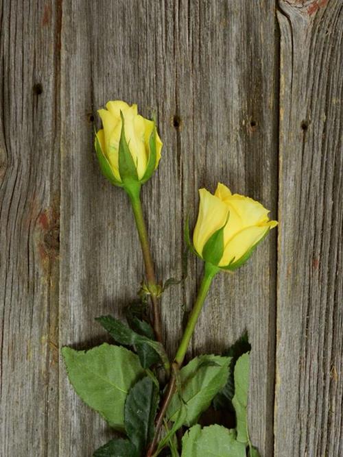  DOZEN YELLOW ROSES